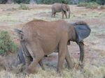 14092 Young elephant behind mother.jpg
